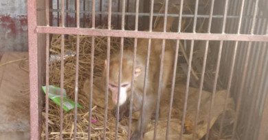 Monkey confined to dingy cage rescued from a residence in Bihar’s Aurangabad district.