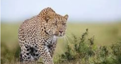 Four injured in a leopard attack in Bhojpur.