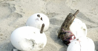 160 baby crocodiles released in Gandak river.