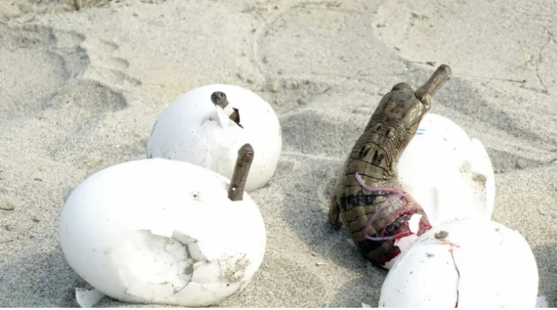 160 baby crocodiles released in Gandak river.
