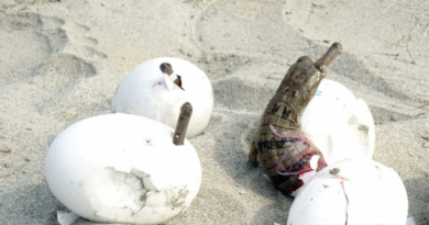160 baby crocodiles released in Gandak river