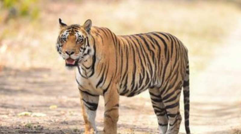 Wildlife animals may be enthralled with rising numbers of tigers in VTR.