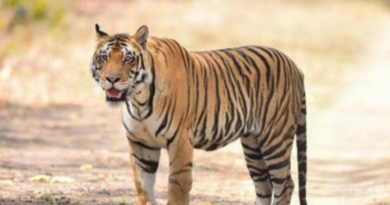 A tiger was found dead in the Valmikinagar Tiger Reserve.