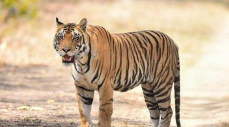 Tiger found dead in Valmikinagar Tiger Reserve