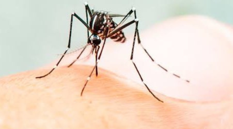 Vector-borne diseases cases rising in Bihar.