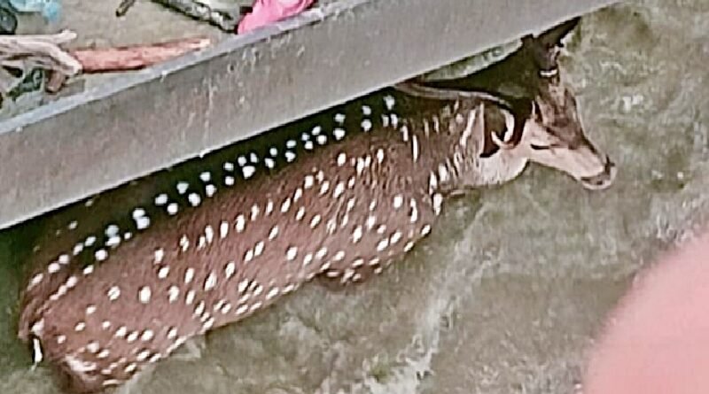 Deer trapped in a gate of Gandak barrage.