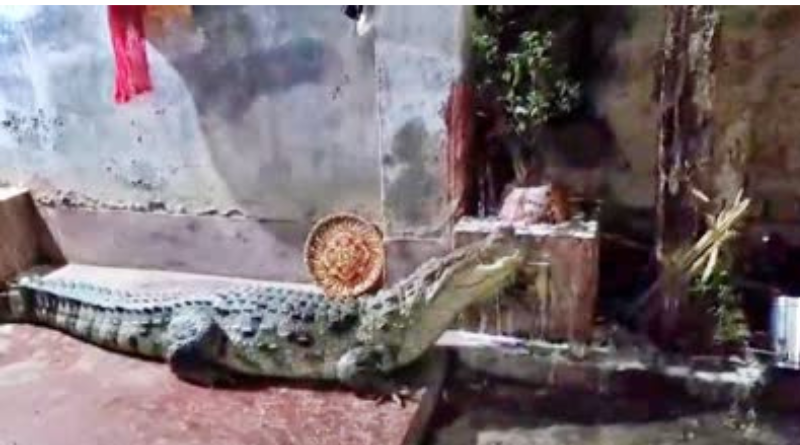 Forest officials rescued an 8-foot-long crocodile from a house in Bhagalpur.