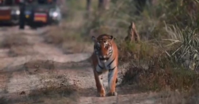 Valmikinagar Tiger Reserve attacks record crowds New Year 2025.