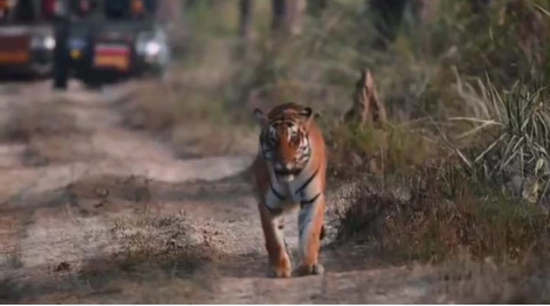 Valmikinagar Tiger Reserve attacks record crowds New Year 2025.