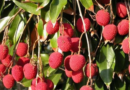 Sonpur division launches major litchi transport plan from Bihar, targets 22,100 tons shipment.