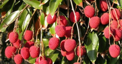 Sonpur division launches major litchi transport plan from Bihar, targets 22,100 tons shipment.