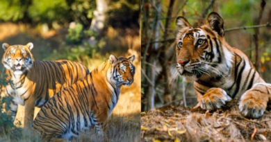 The second tiger reserve is coming up in Kaimur to boost wildlife tourism in Bihar.