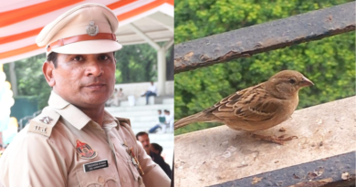 World Sparrow Day: A call to bring back the chirping of our childhood.