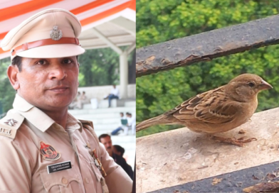 World Sparrow Day: A call to bring back the chirping of our childhood.