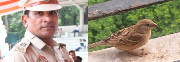 World Sparrow Day: A call to bring back the chirping of our childhood.